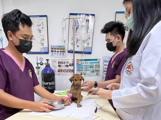 What are Soi Dogs and why do they need our help?